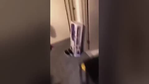 funny videos