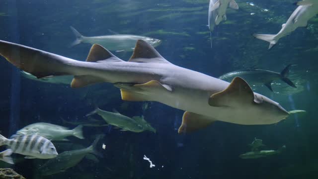 A Man Shorkeling with Sharks