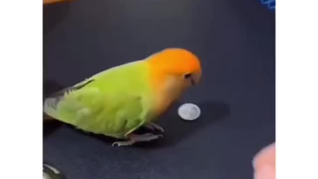 This parrot is very intelligent