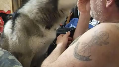 Husky very request ice cream.