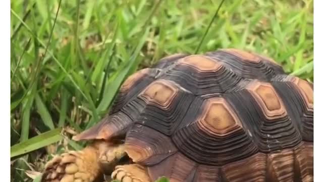 FUNNIEST TURTLES - Cute And Funny Turtle