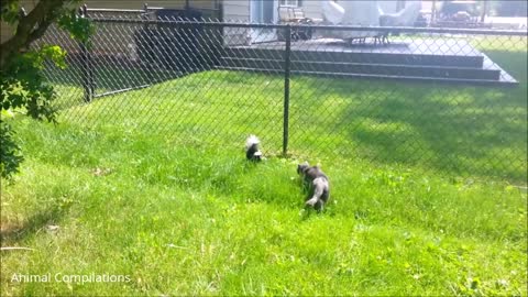 baby skunk funny