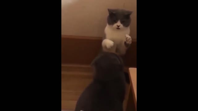 Cats Fighting