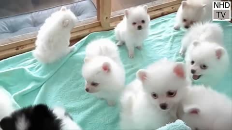 Best of the best Cute Dog and Cat Compilation