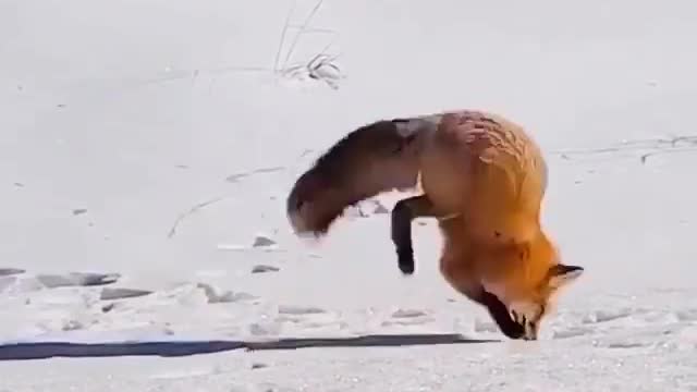 the beautiful fox is hunting