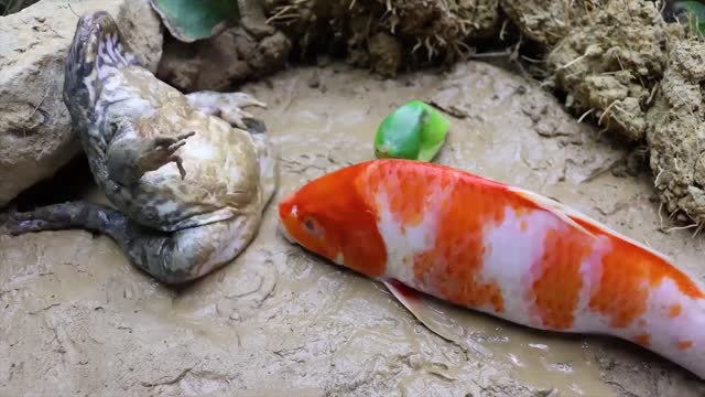 Spotted Fish Funny Experiment Video