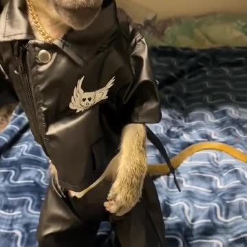 I'm born to be wild 😜🐒