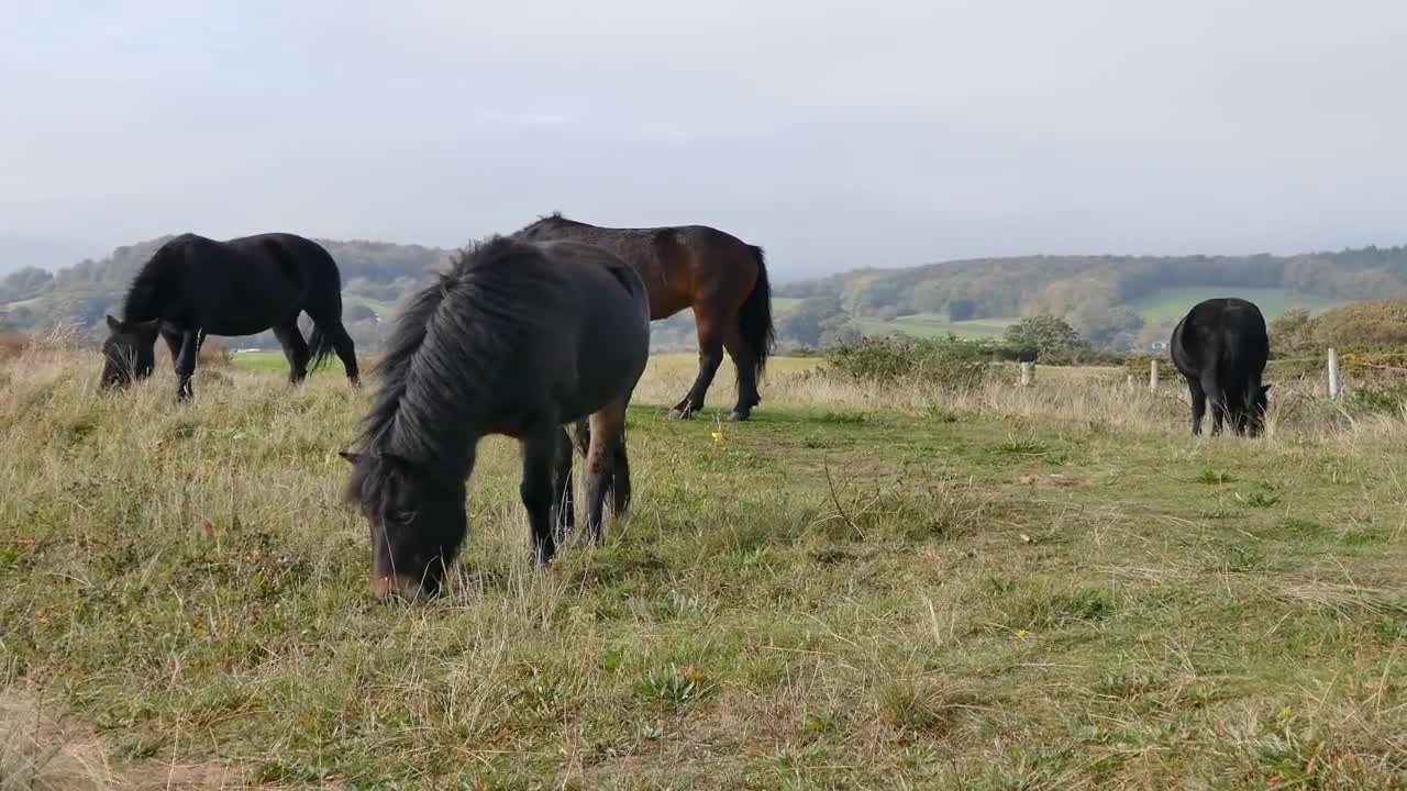 Cute And Funny Horses Videos For Kids and Funniest Horse .