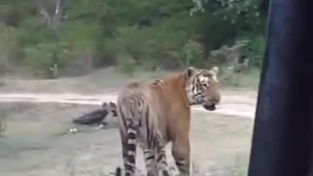 Tiger atttack buffalo in ranthambore national #shorts/#wildlife