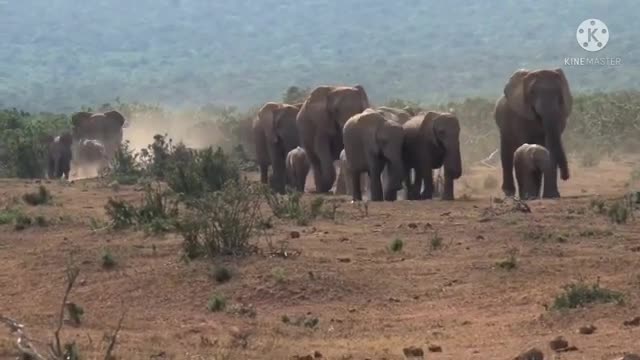 wildlife elephant 🐘 video# amazing video