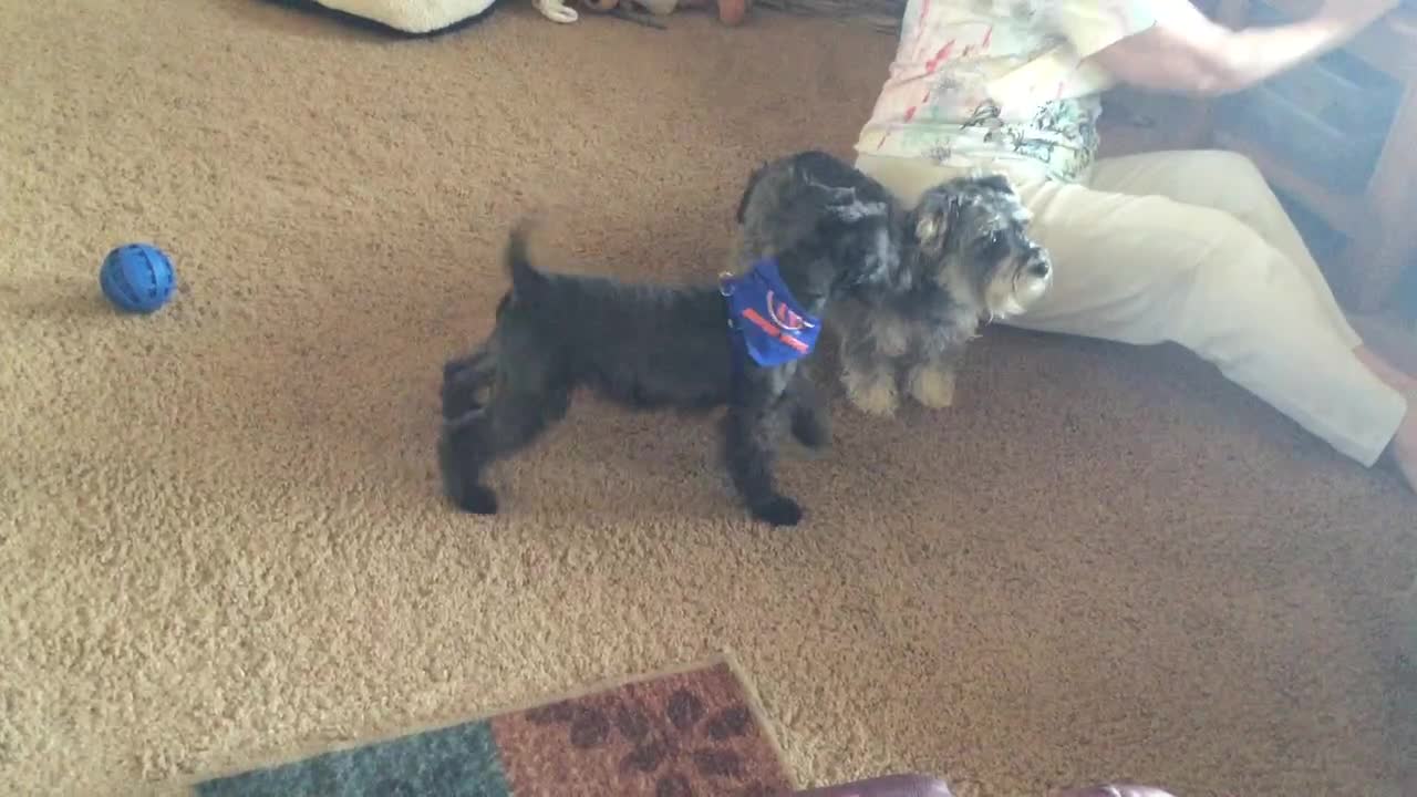 Schnoodle Blu visits his aunt Jenny the Schnoxey, and she gives him attitude!