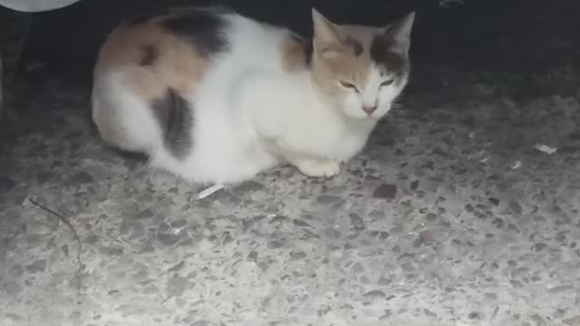 Brownie-patterned cat looking at me calmly