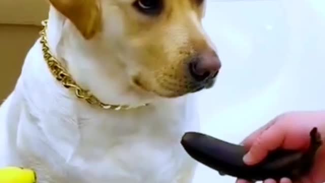 Amazing video dog | #Short video,dog video | ARH Shorts Clips YT