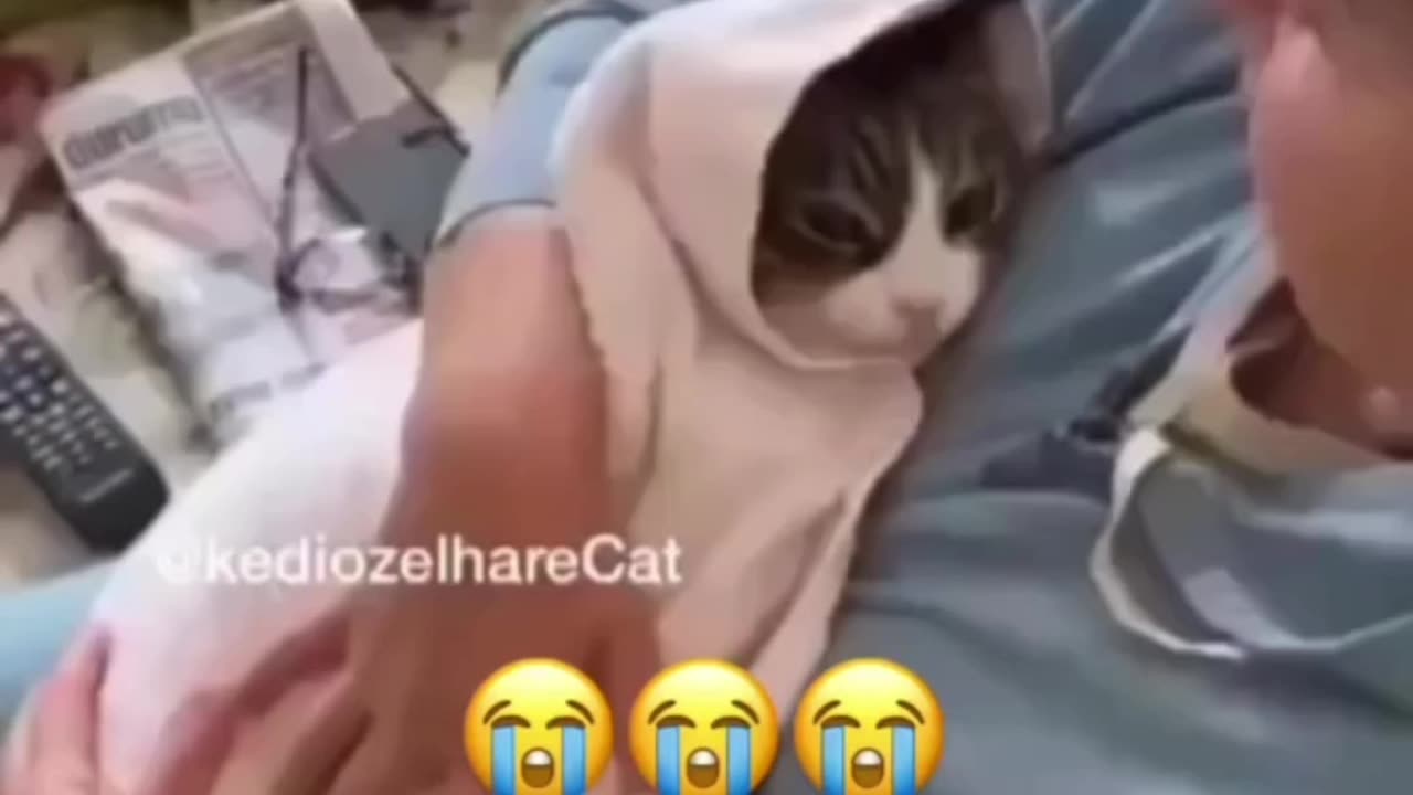 Funny Cat Video #4