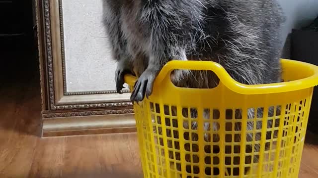 Raccoon in the basket haha