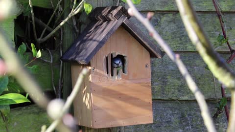 Beautiful bird making a nest from small branches in its wooden nest