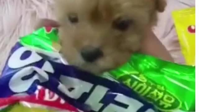 funny puppies in soft pack so cute