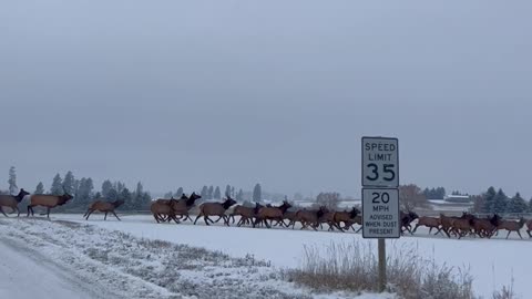 A Migrating Herd Of Elk