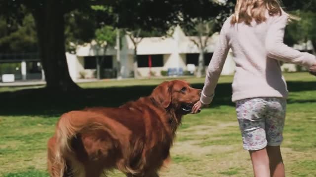 Crazy dog and beautiful girl playing in garden.