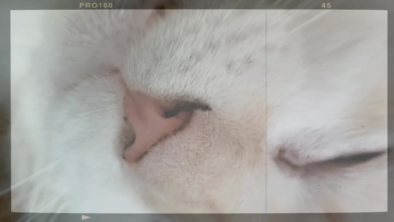 Sleepy Head