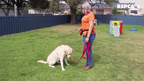 DOG TRAINING – how to teach your dog to sit and drop