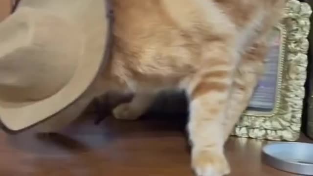 very funny cats video