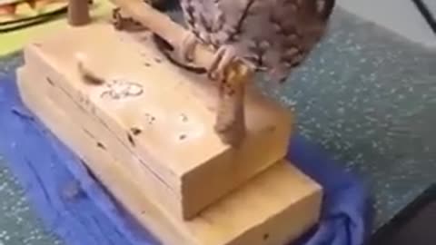 Owl Enjoying Massage #shorts #viral #shortsvideo #video