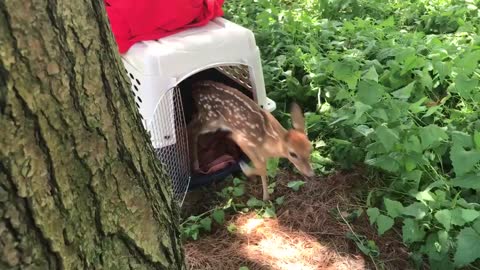 Fawn gets to go home to mom