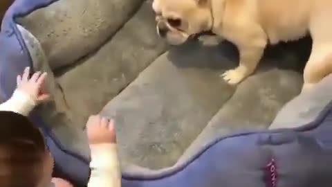 BABY VS DOG01