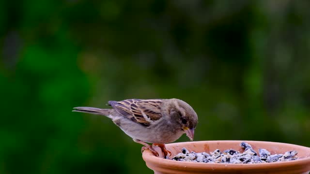 Bird Sperling Sparrow eta food in the Rain