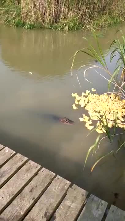 Alligator Attacks, Eats Duckling In Pond 🐟
