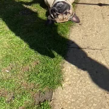 Frenchie soaks in the sun