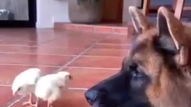 Funny Animals Becoming Friends #1