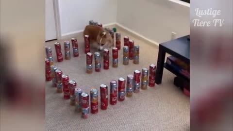 The dog and its cans [2021]