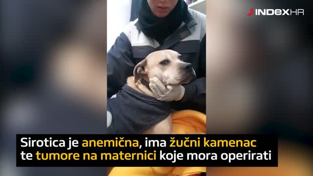 Pomozite kujici Sivki