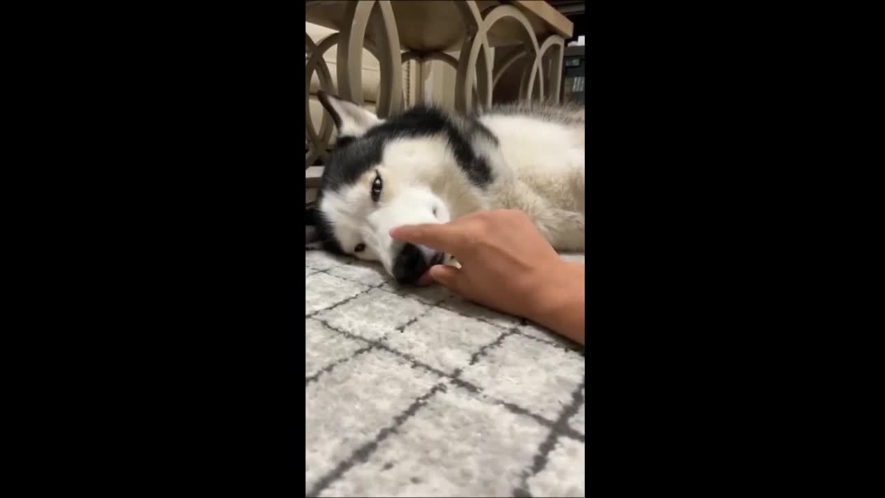 Annoyed Husky : Stop Touching My Nose Human! Funny