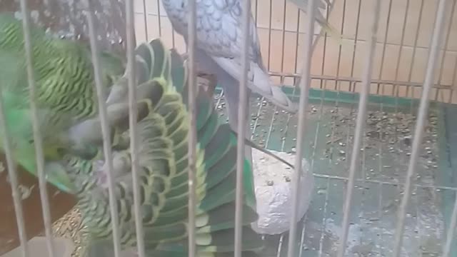 Parrots are feeling happy