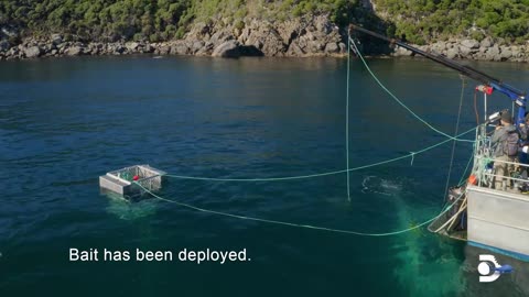 18ft Long Great White Takes the Bait in Speed Test.