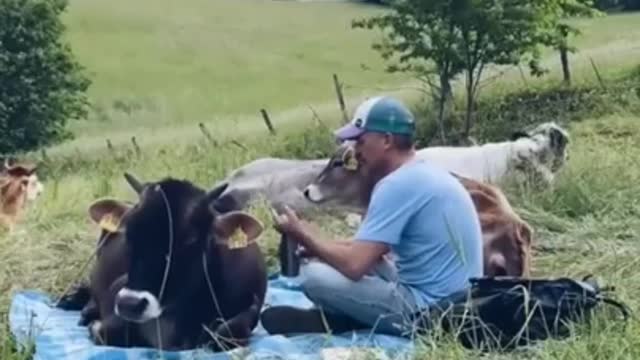 Man Having a picnic with cows