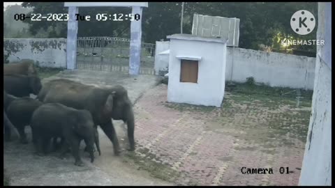 Elephant in ITI College ground