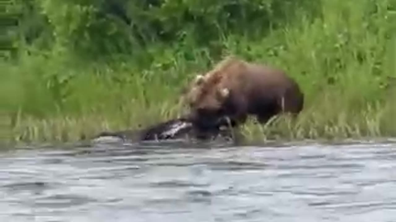 Brown Bear vs. Moose_ Witnessed a once-in-a-lifetime nme occurrence for full video__