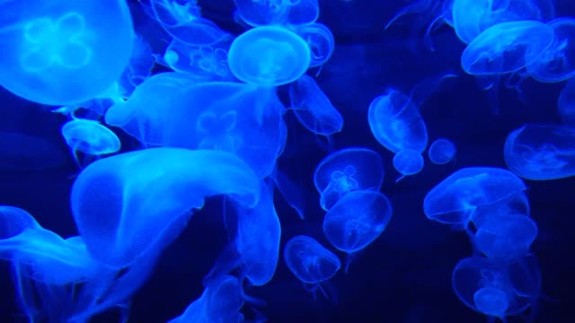 Jellyfish , Tank, Water , blue