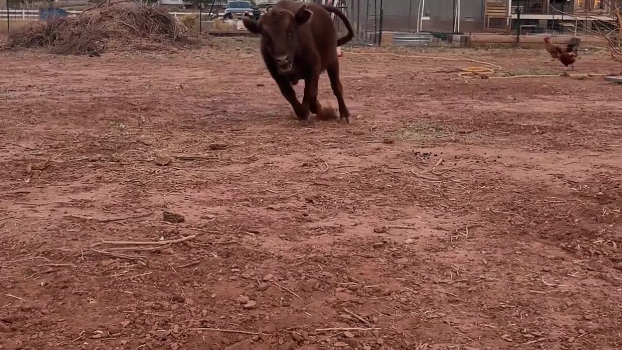 Lucy Unleashed: Mini Dexter Cow's Back Pasture Bash