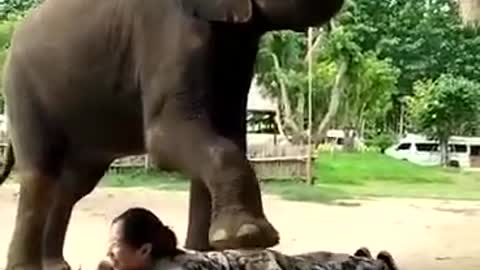 Elephant massages