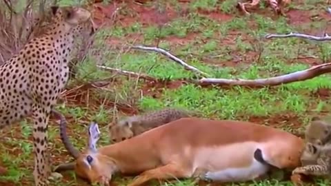 🤣 antelope plays dead #wildwonderertv #wildwonderer #Animal #wild