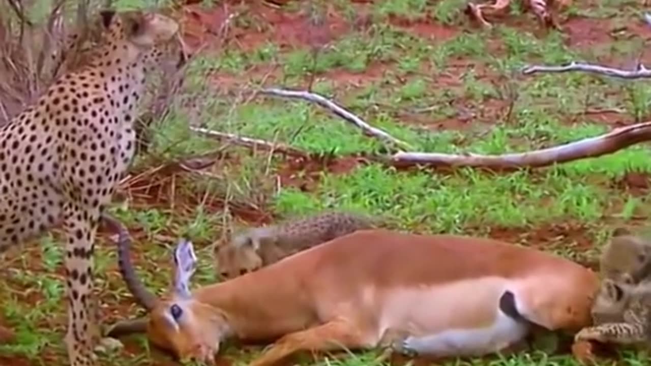 🤣 antelope plays dead #wildwonderertv #wildwonderer #Animal #wild