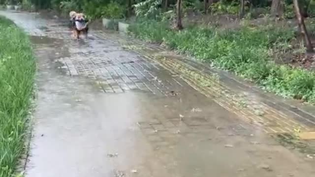 Funny video of my smart pet dog