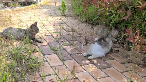 Wild cats resting in good weather