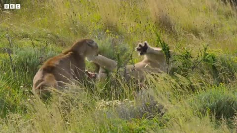 Puma Mothers in Savage Battle | Dynasties II | BBC Earth