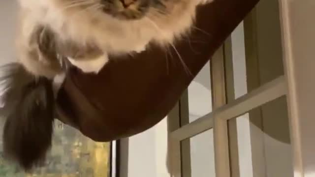Funny the cat climbing high dare not go down the ground